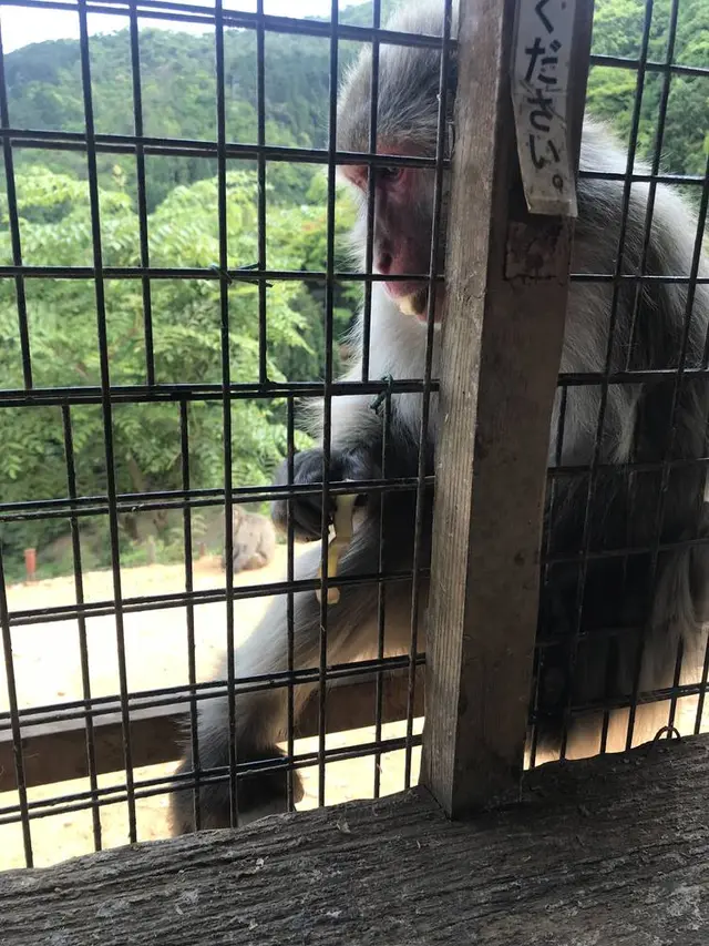 嵐山モンキーパークいわたやま