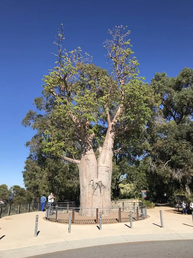 Kings Park and Botanic Garden（キングスパーク＆植物園）