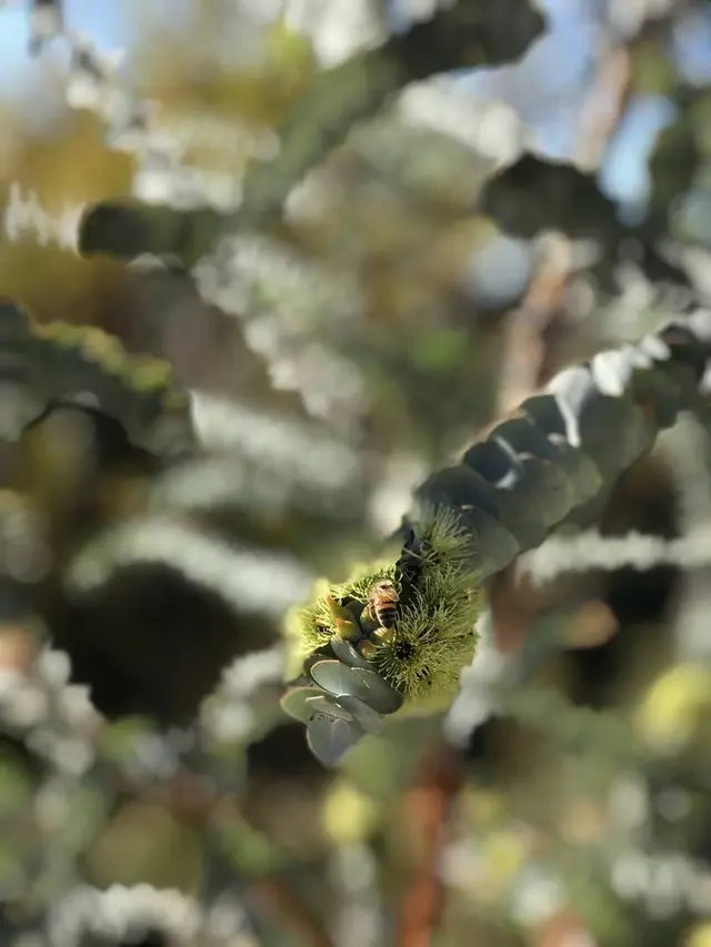 Kings Park and Botanic Garden（キングスパーク＆植物園）