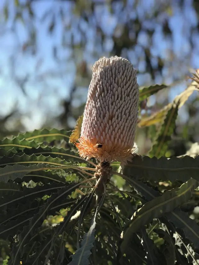 Kings Park and Botanic Garden（キングスパーク＆植物園）