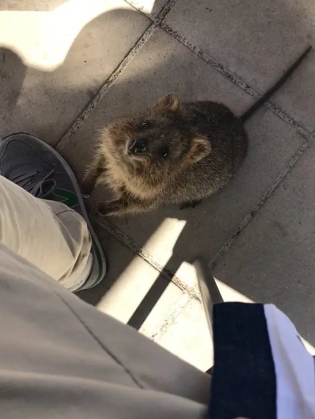 Rottnest Island（ロットネスト島）