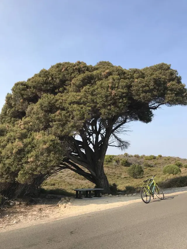 Rottnest Island（ロットネスト島）