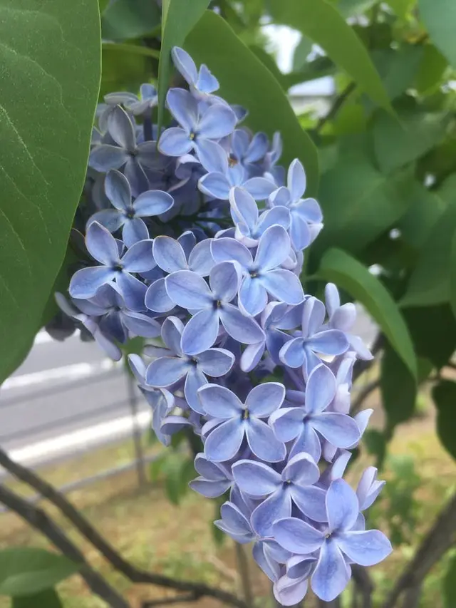 大通公園