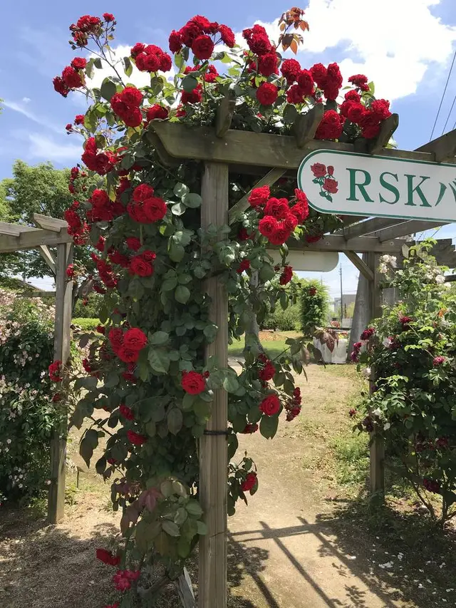 RSKバラ園