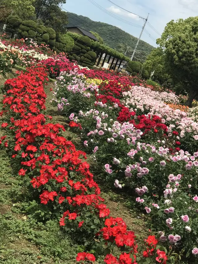 RSKバラ園