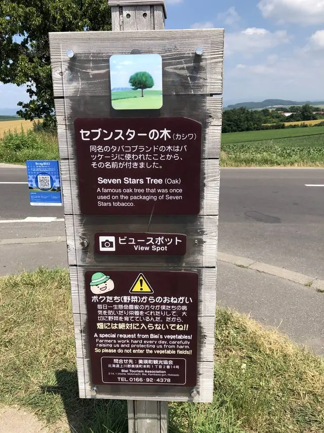 セブンスターの木