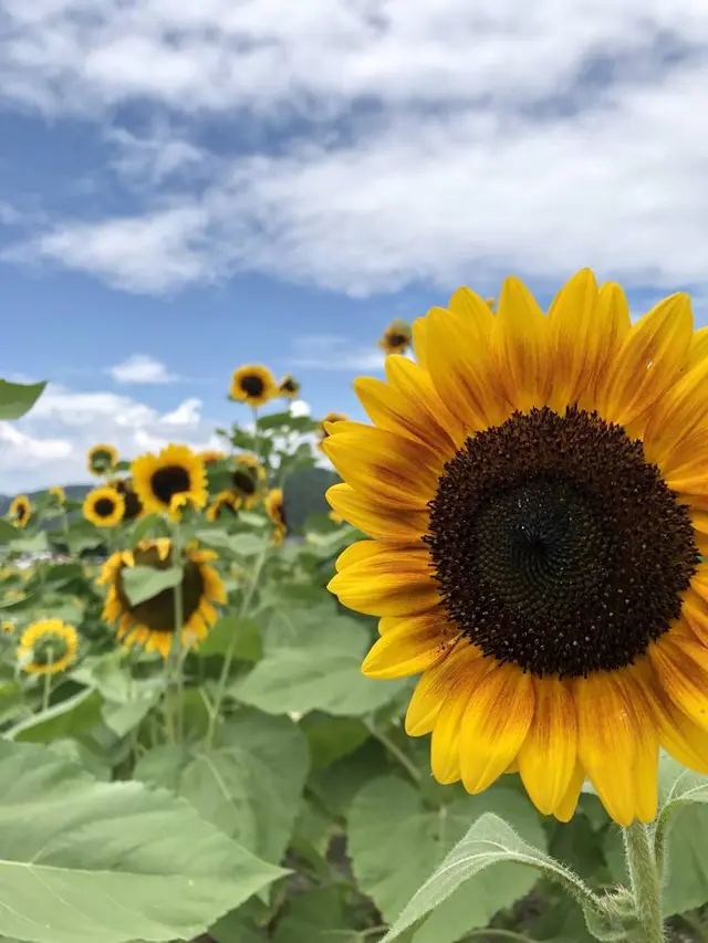 南光ひまわり畑