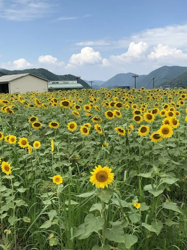 南光ひまわり畑