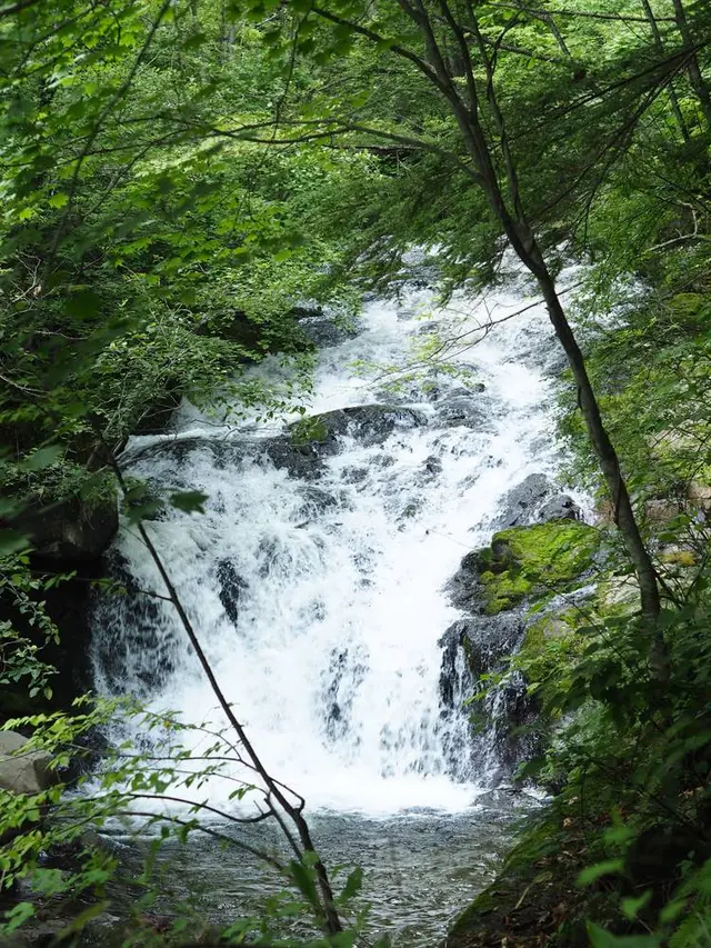 八千穂高原自然園