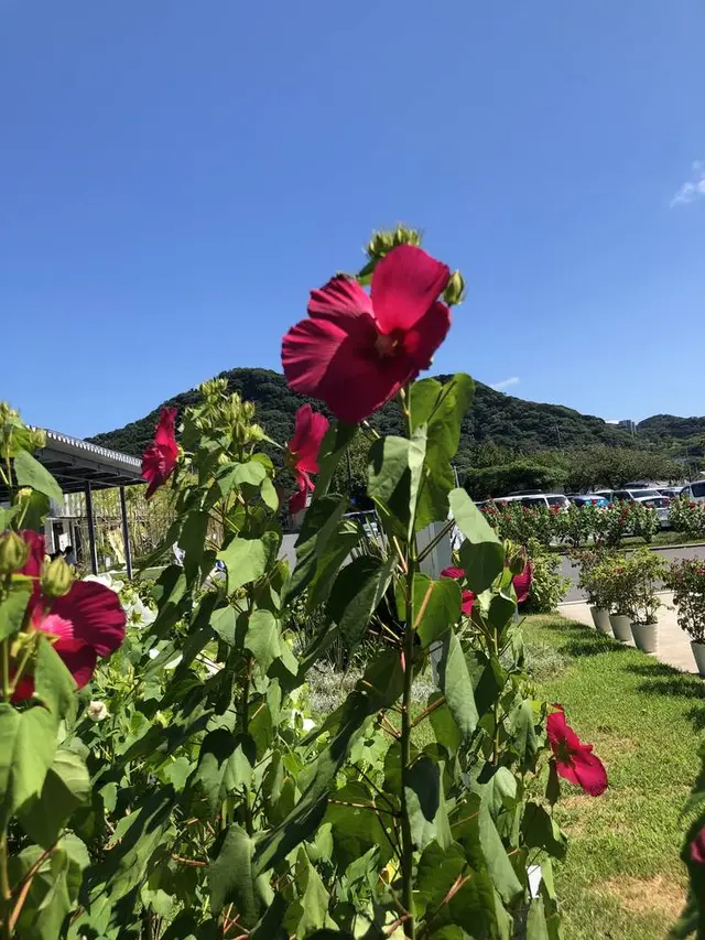 道の駅 保田小学校