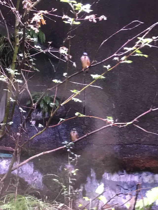 アクアマリンいなわしろカワセミ水族館