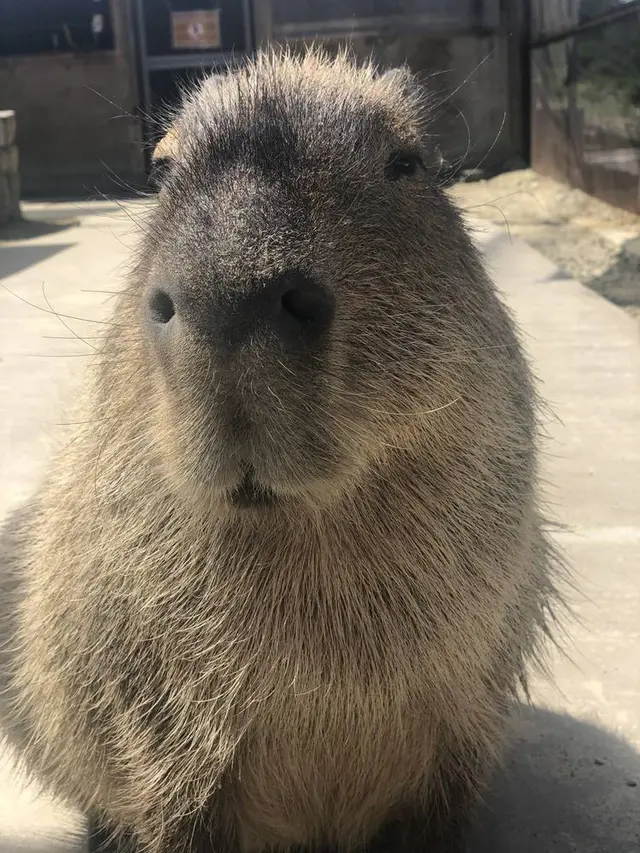 ハーベストの丘
