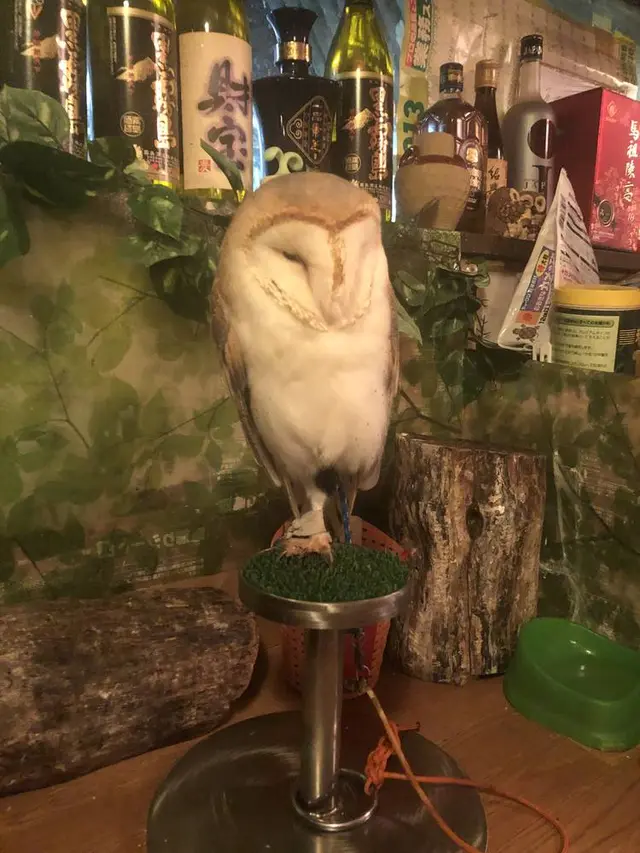 福楼