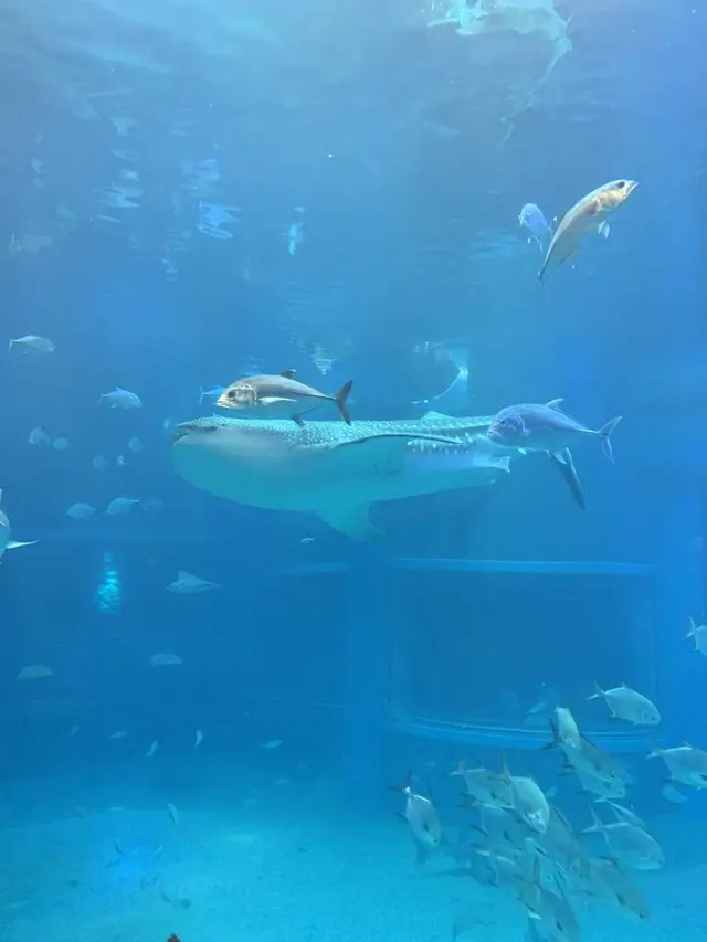 海遊館