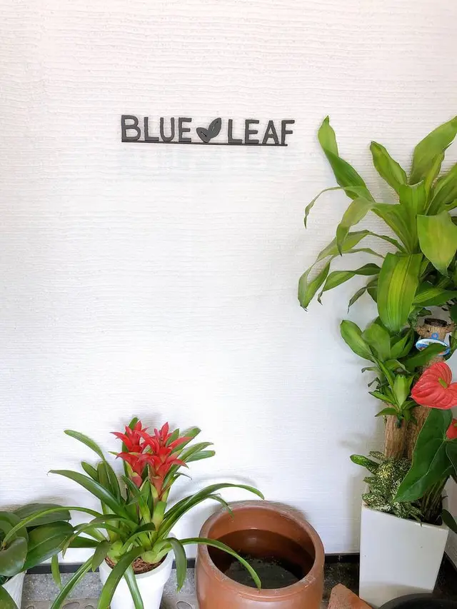 BLUE LEAF