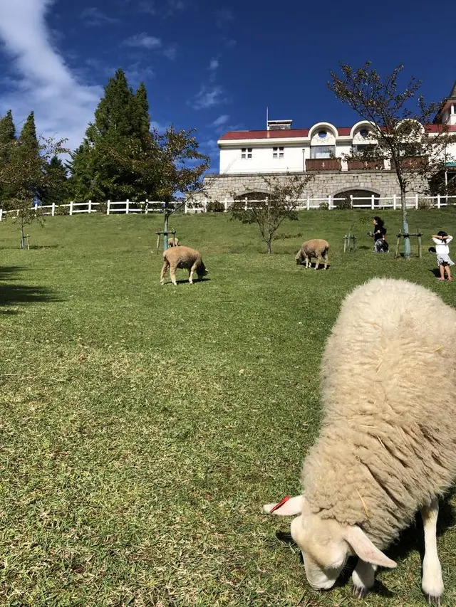神戸市立六甲山牧場