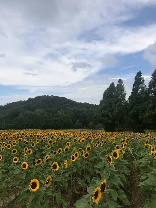世羅高原農場