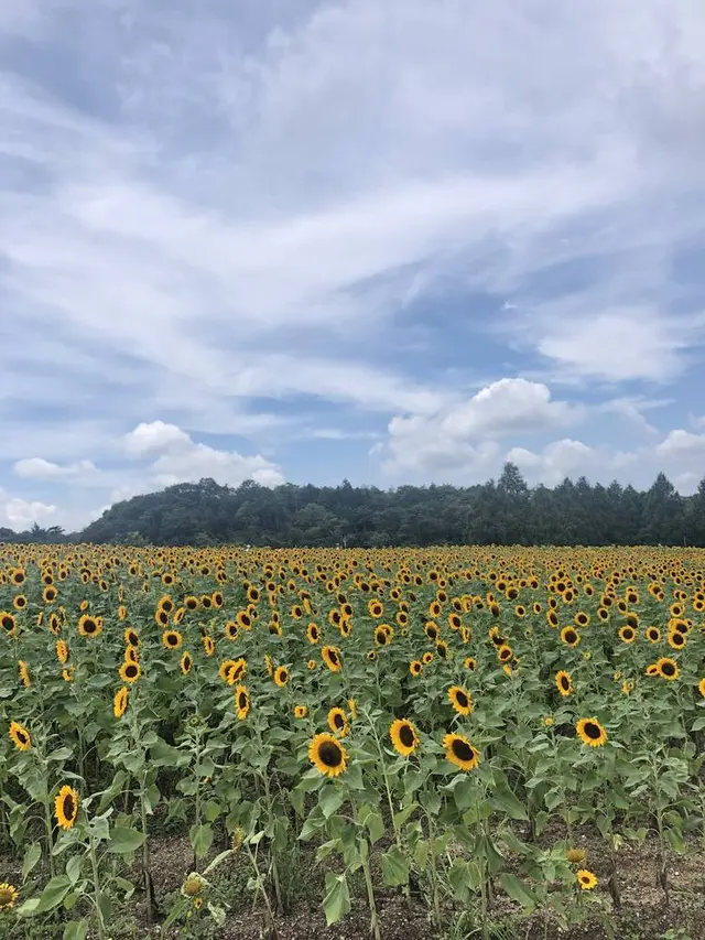 世羅高原農場