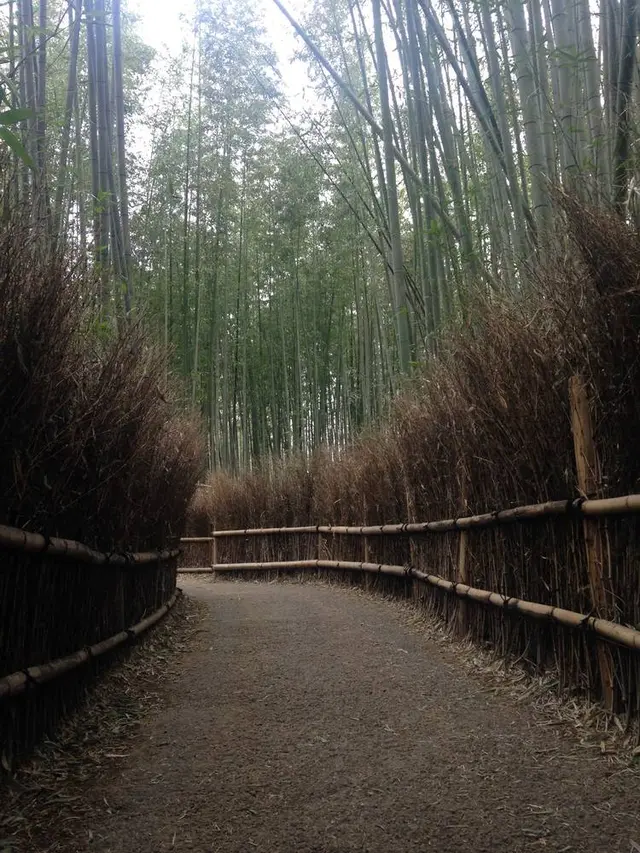 嵐山 竹林の小径
