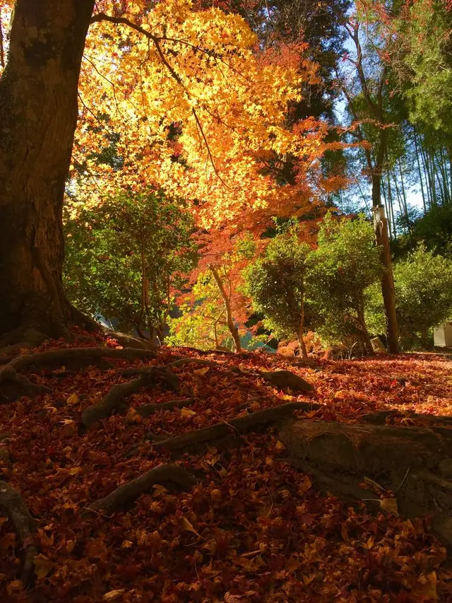 吉野山