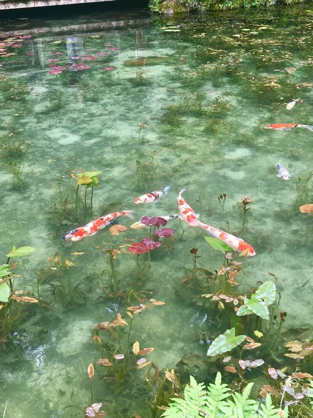 モネの池（名もなき池）