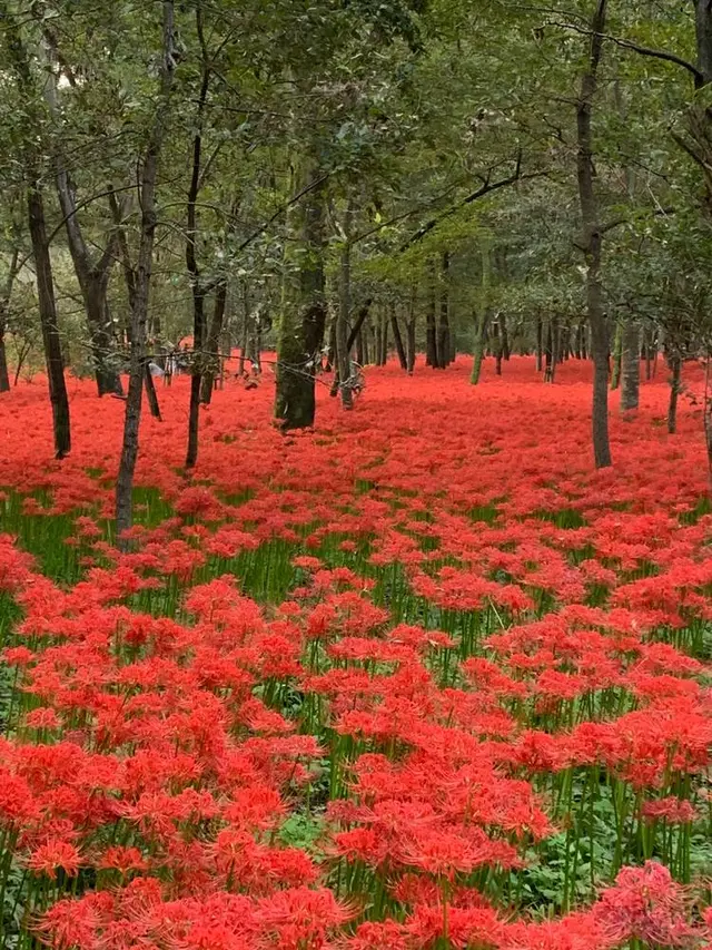 曼珠沙華公園