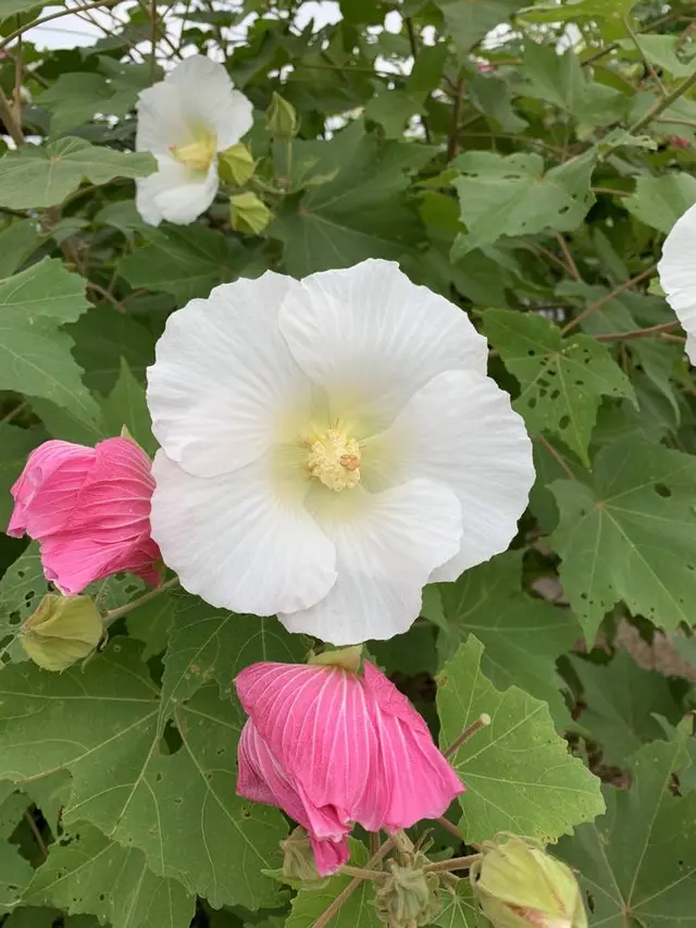 曼珠沙華公園