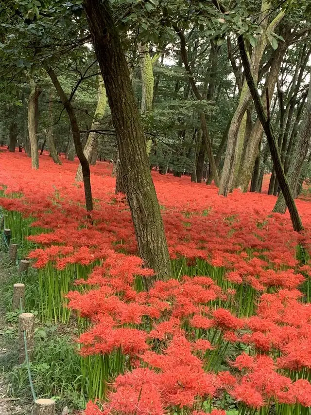 曼珠沙華公園