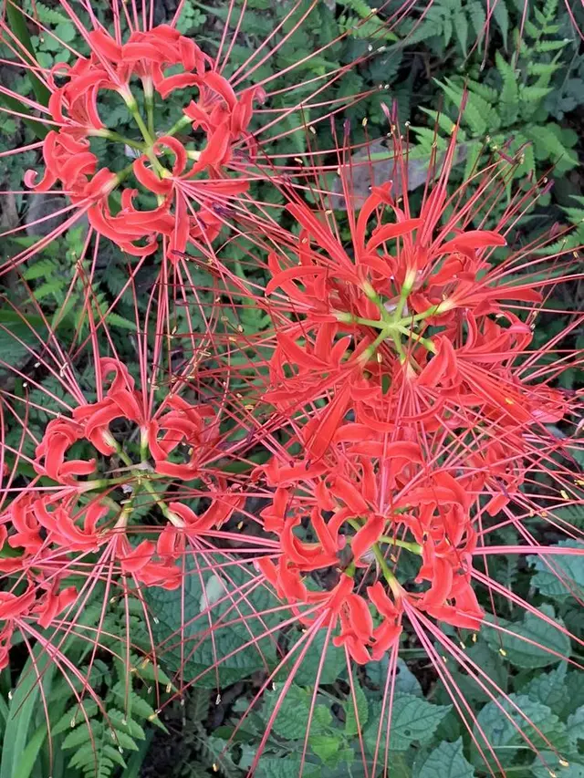 曼珠沙華公園