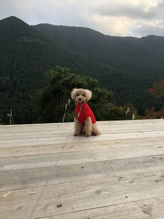 THE CANYON MOUNTAIN CAMP