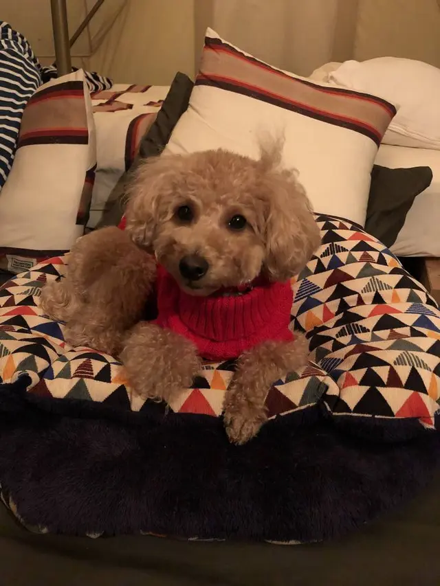 THE CANYON MOUNTAIN CAMP