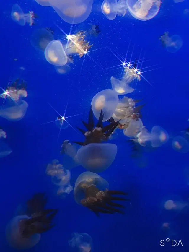 鶴岡市立加茂水族館（クラゲドリーム館）