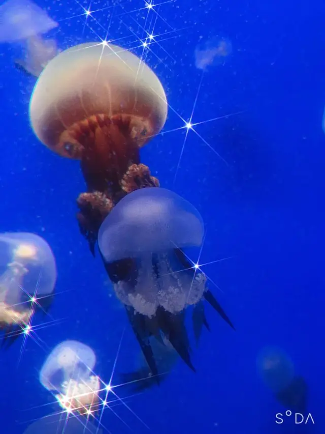 鶴岡市立加茂水族館（クラゲドリーム館）