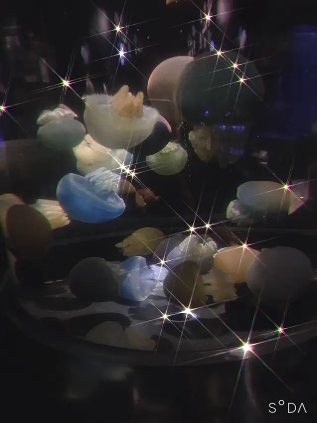 鶴岡市立加茂水族館（クラゲドリーム館）