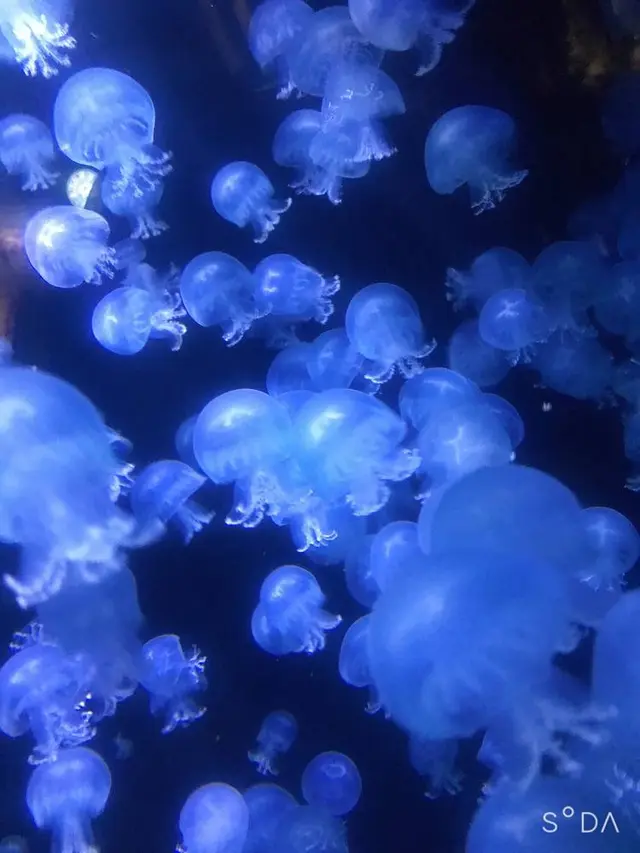 鶴岡市立加茂水族館（クラゲドリーム館）
