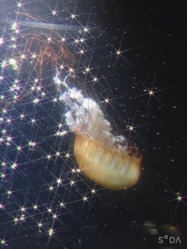 鶴岡市立加茂水族館（クラゲドリーム館）