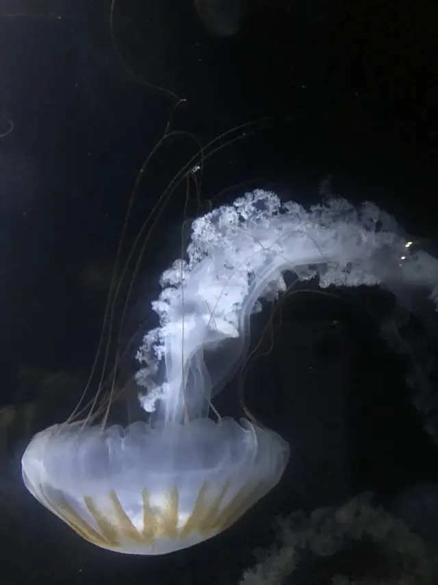 鶴岡市立加茂水族館（クラゲドリーム館）