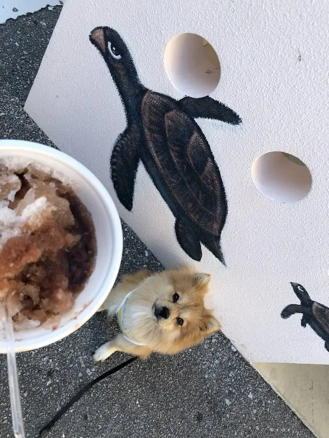 新垣ぜんざい屋