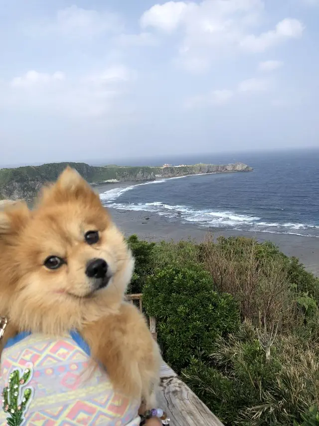 ヤンバルクイナ展望台