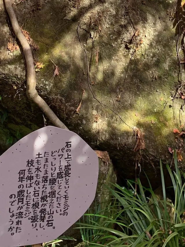 明月院（あじさい寺）