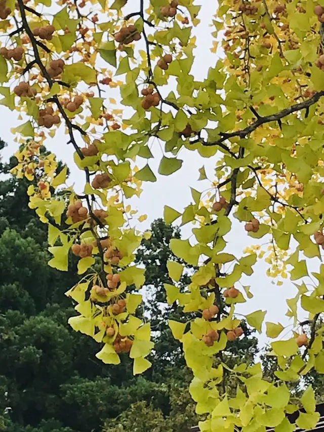 熊野大社