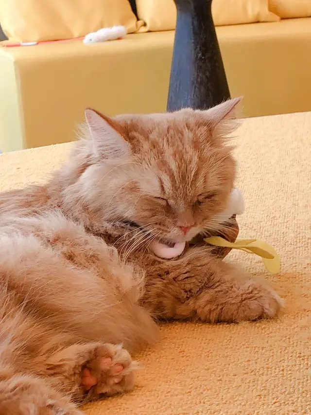 猫カフェMoCHA（モカ）京都河原町店 4/19OPEN！