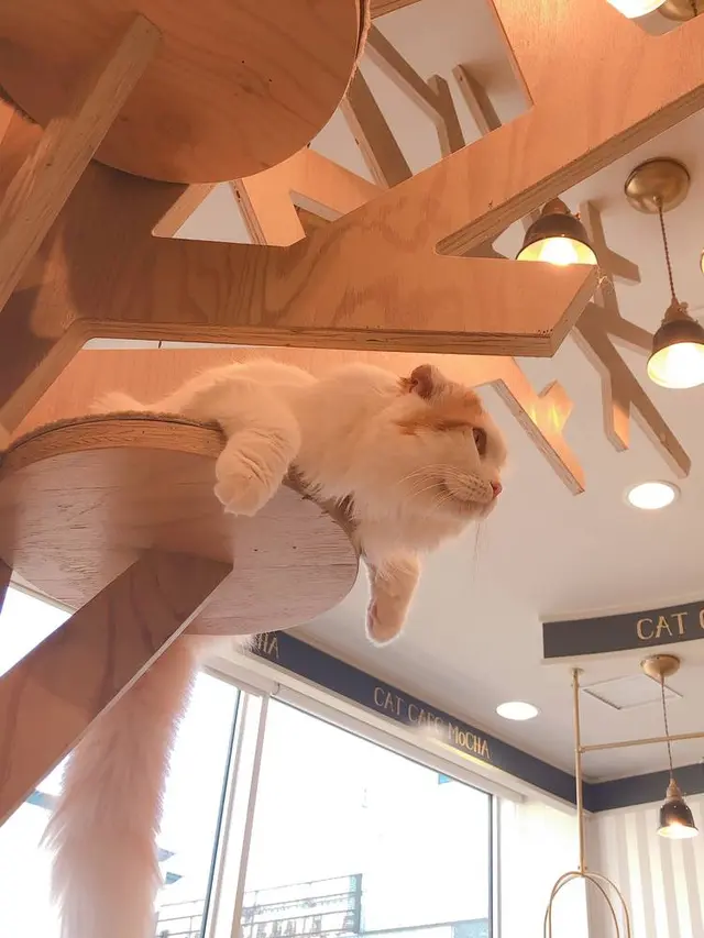 猫カフェMoCHA（モカ）京都河原町店 4/19OPEN！