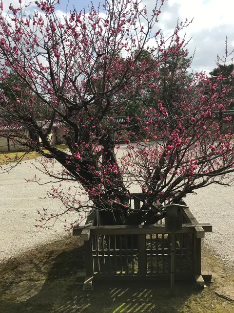 大覚寺