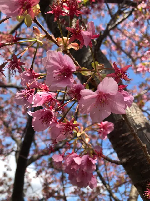 河津桜並木&菜の花ロード