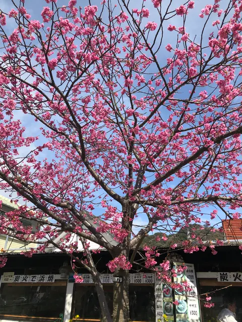 河津桜並木&菜の花ロード