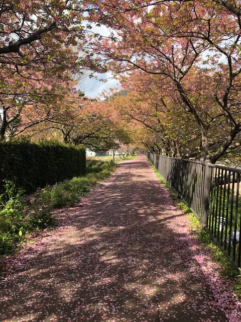 河津桜並木&菜の花ロード