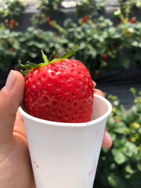 いちごの里