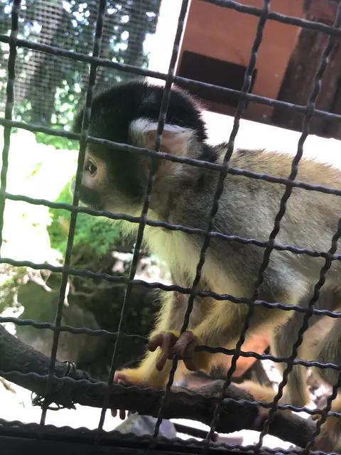 アフリカンサファリ
