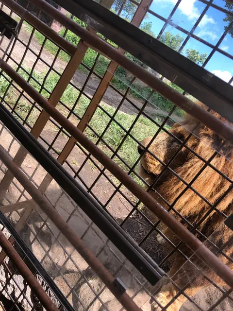 アフリカンサファリ